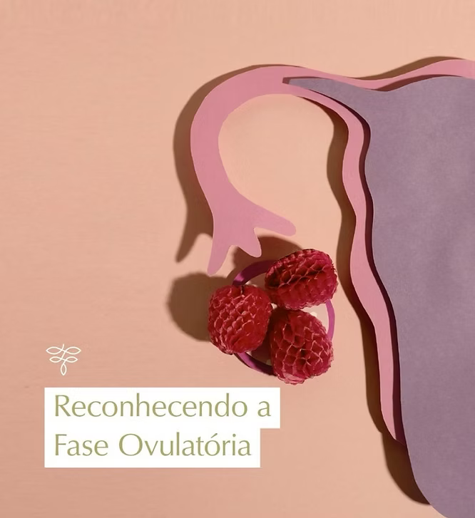 RECONHECENDO A FASE OVULATÓRIA